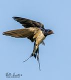Rondine (Hirundo rustica)