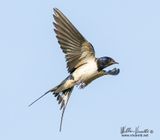 Rondine (Hirundo rustica)