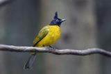Black-crested Bulbul