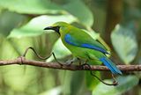 Blue-winged Leafbird 