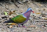 Emerald Dove - male