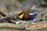 Banded Pitta