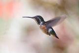 Purple-throated Woodstar - female