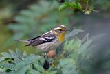 Blackburnian Warbler