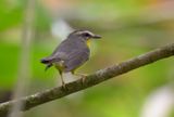 Golden-crowned Warbler