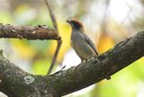 Scrub Tanager