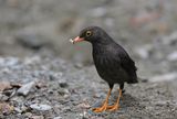 Great Thrush