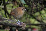 Brown-banded Antpitta