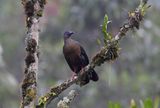 Sickle-winged Guan