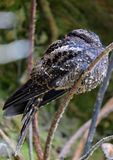 Lyre-tailed Nightjar