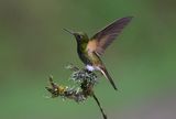 Buff-tailed Coronet