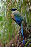 Highland Motmot (Andean Motmot)