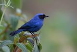 Masked Flowerpiercer