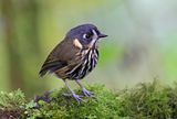 Crescent-faced Antpitta