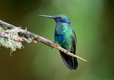 Sparkling Violetear