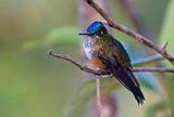 Violet-tailed Sylph - female