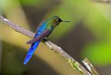 Violet-tailed Sylph