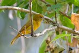 Summer Tanager - female