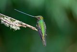 Sword-billed Hummingbird