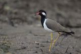 Red-wattled Lapwing