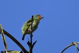 Crimson-fronted Barbet