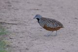 Barret Buttonquail