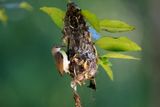 Purple-rumped Sunbird  - female at her nest