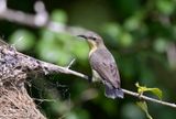 Purple Sunbird - female