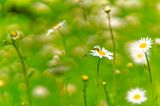 Oxeye daisies