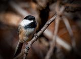 Black Capped Chickadee