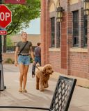 Walking the Goldendoodle