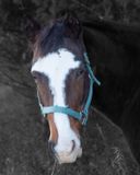 Equine Portrait