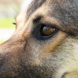 Reflection in a Dogs Eye