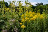 To Some, Just Weeds
