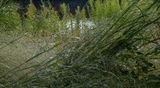 Wet Grasses 