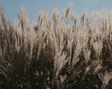 Blowing in the Wind