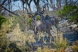 081524 Greater Kudu 1.jpg