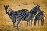 081524 Zebra 29.jpg