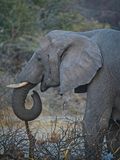081624 Elephant 2 4.jpg