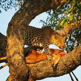 081624 Leopard 3 30.jpg