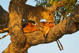 081624 Leopard 3 33.jpg