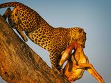081624 Leopard 3 7.jpg