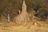 081724 Lion stalk and kill 1.jpg