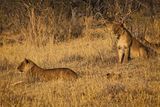 081724 Lion stalk and kill 2.jpg