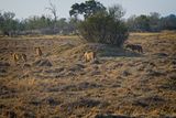 081724 Lion stalk and kill 4.jpg
