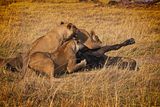 081724 Lion stalk and kill 7.jpg