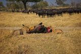 Male lion at kill site 4.jpg