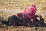 081824 The remains.jpg