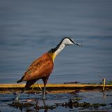 081824 African Jesus Bird 3.jpg