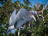 081824 Marabou Stork 5.jpg